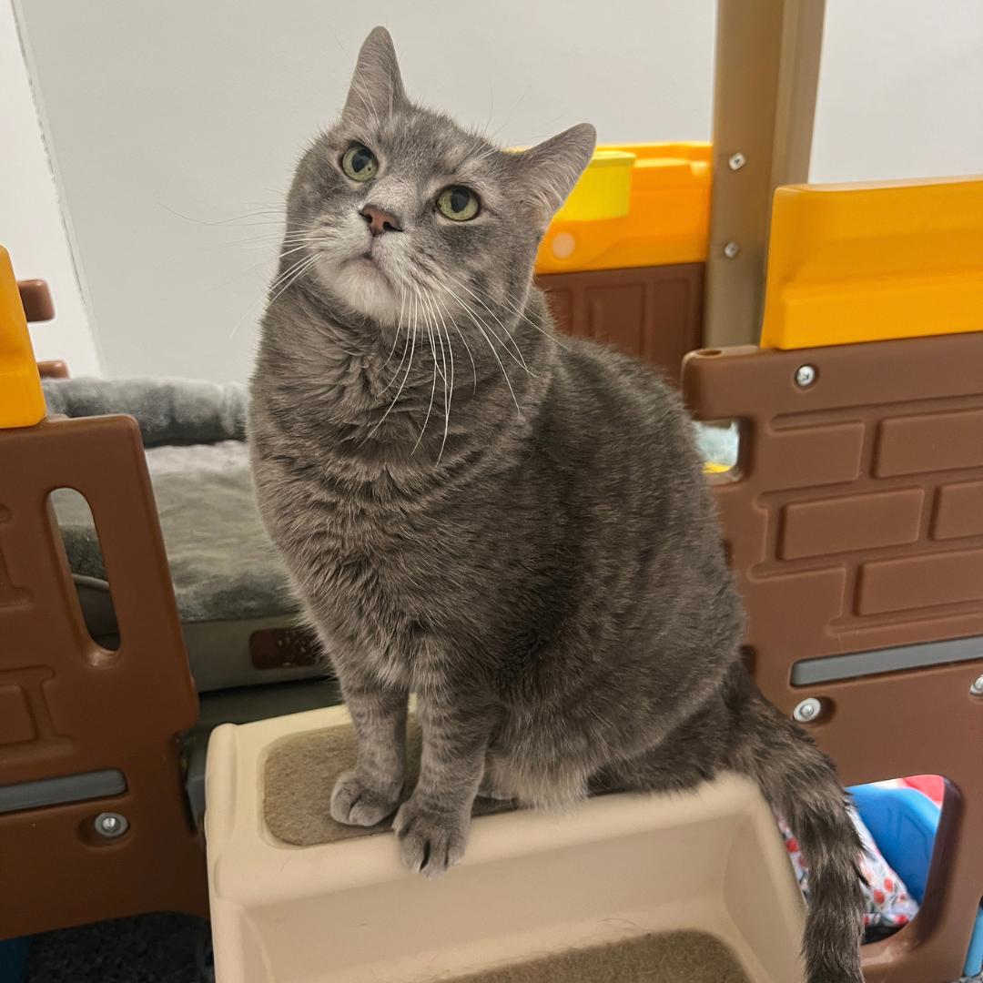 Enlarge Murphy, a Adoptable Domestic Short Hair in Frankenmuth, MI image 3/6