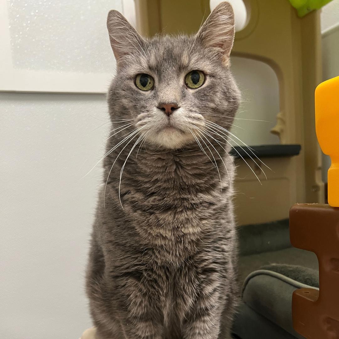 Enlarge Murphy, a Adoptable Domestic Short Hair in Frankenmuth, MI image 4/6