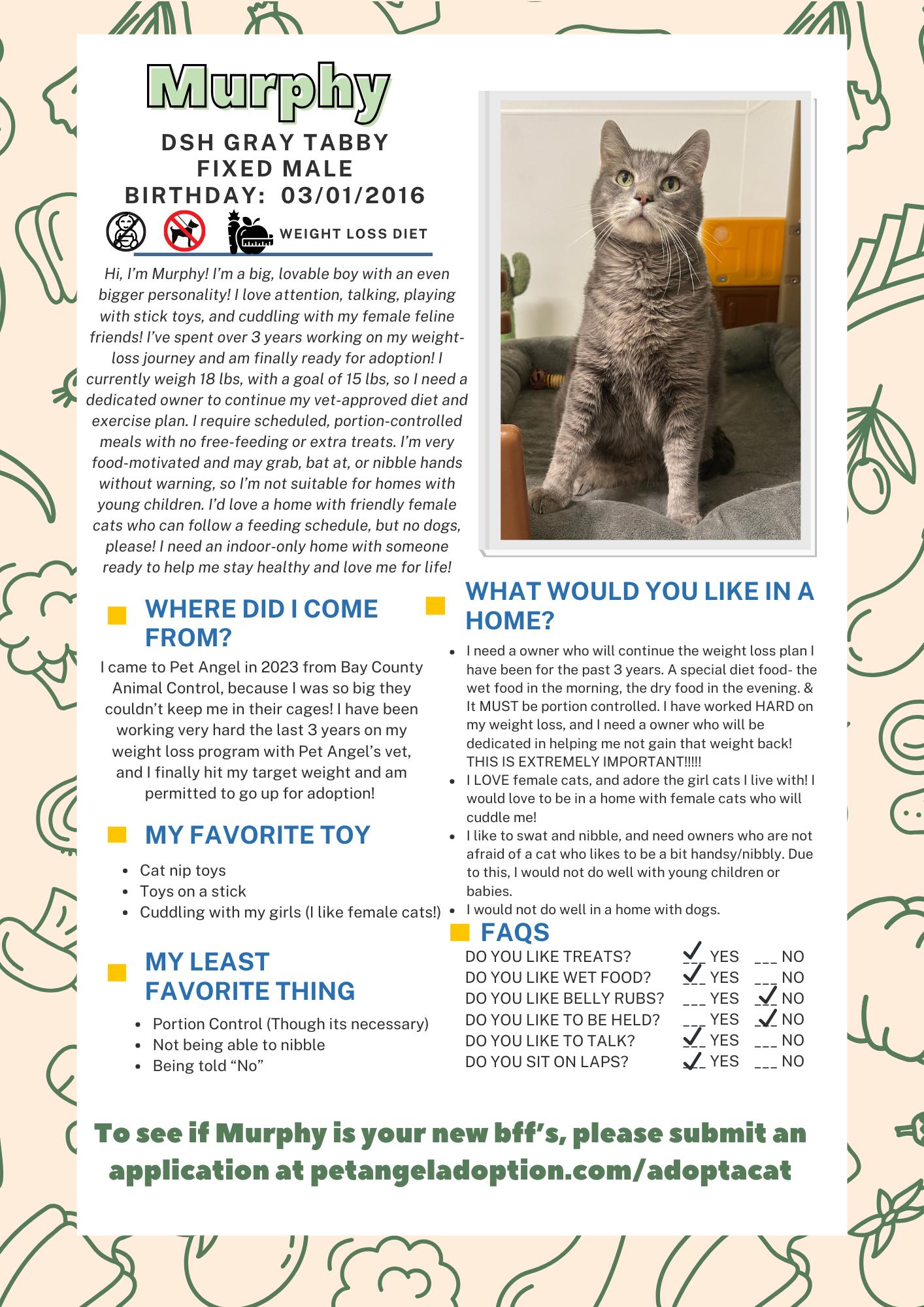 Enlarge Murphy, a Adoptable Domestic Short Hair in Frankenmuth, MI image 2/6