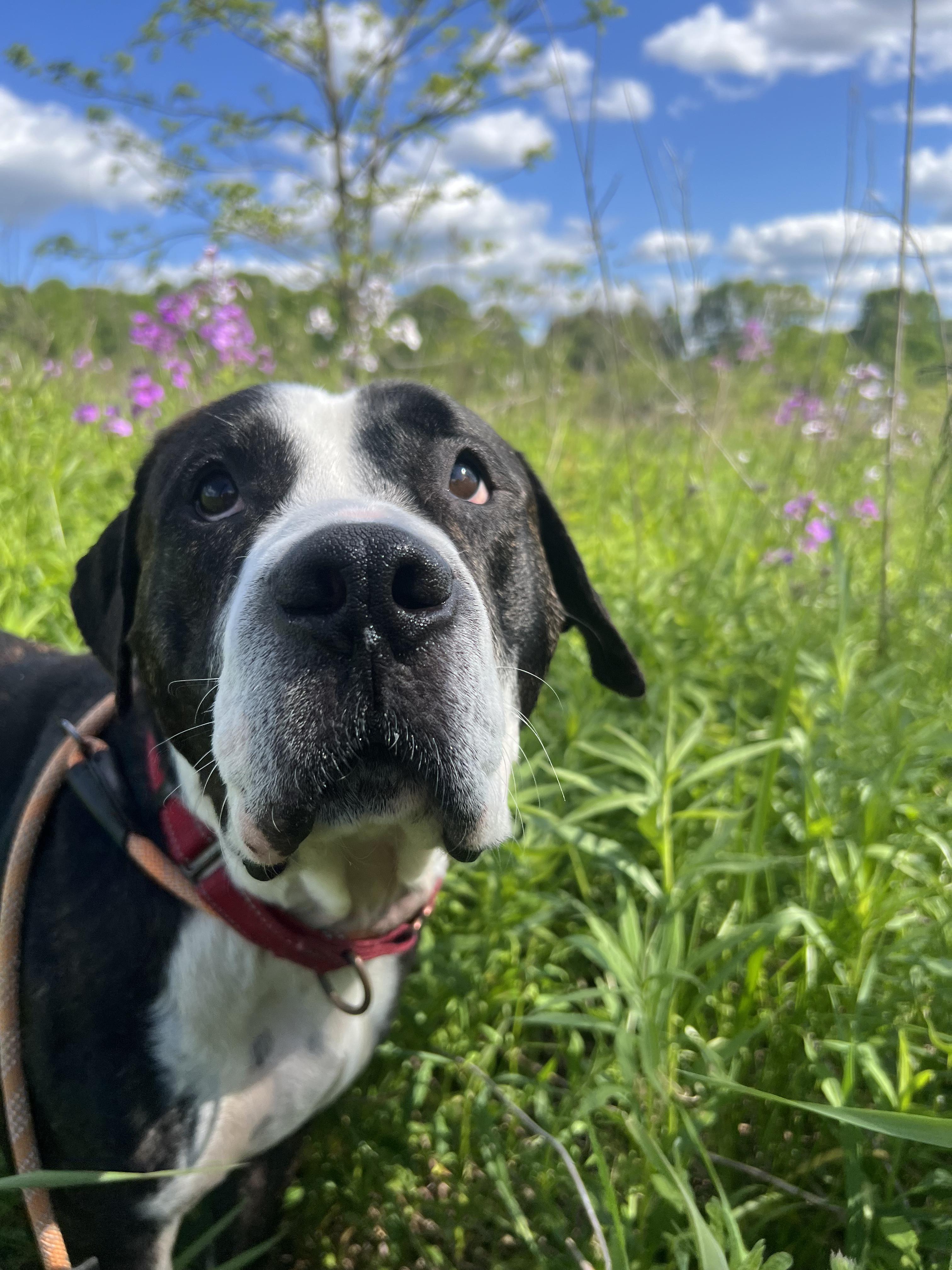 Murdock, a Adoptable Mixed Breed in Elmira, NY image 1/5