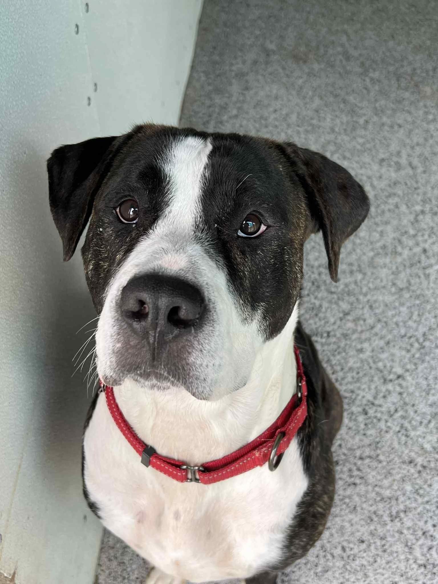 Murdock, a Adoptable Mixed Breed in Elmira, NY image 1/2