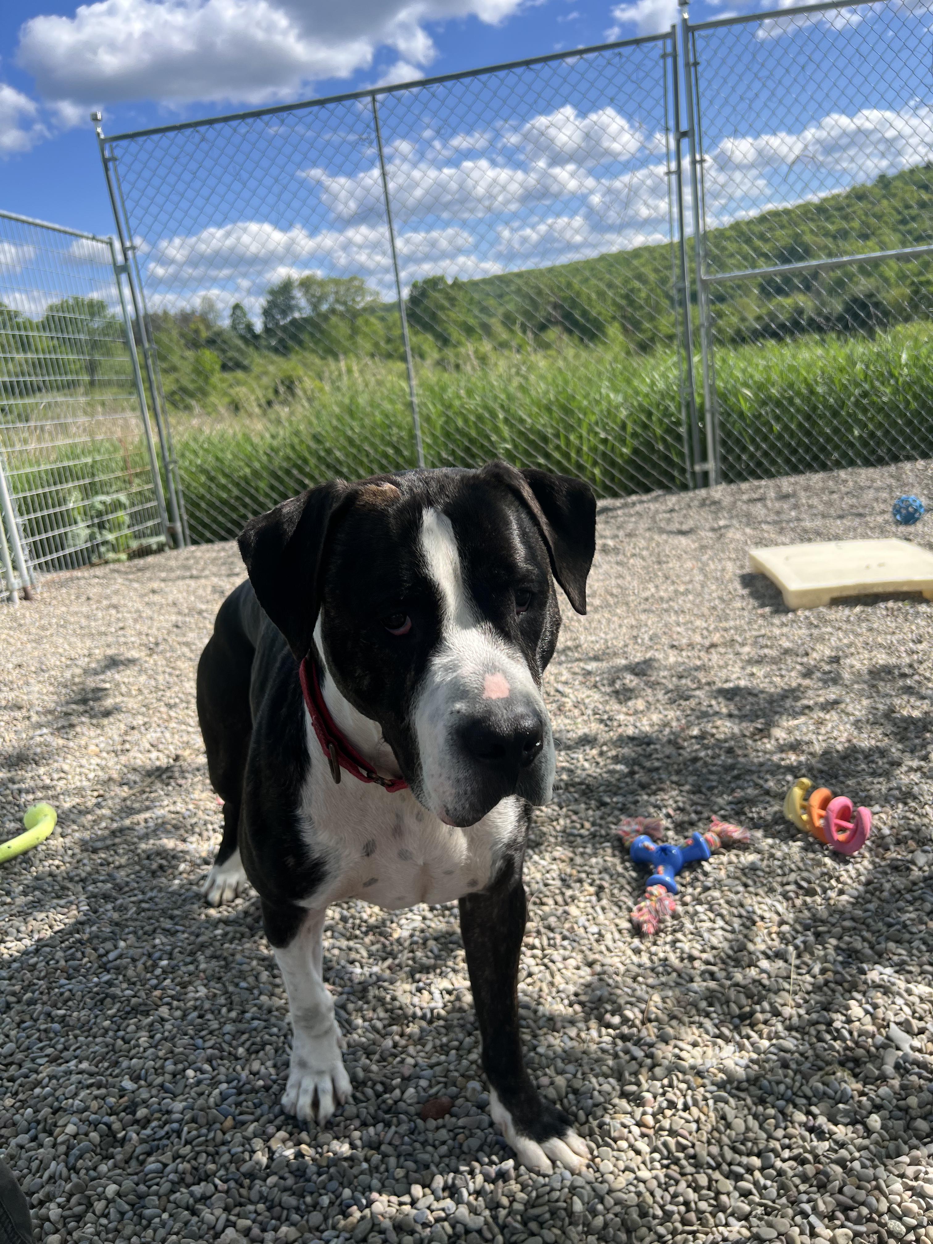 Murdock, a Adoptable Mixed Breed in Elmira, NY image 5/5