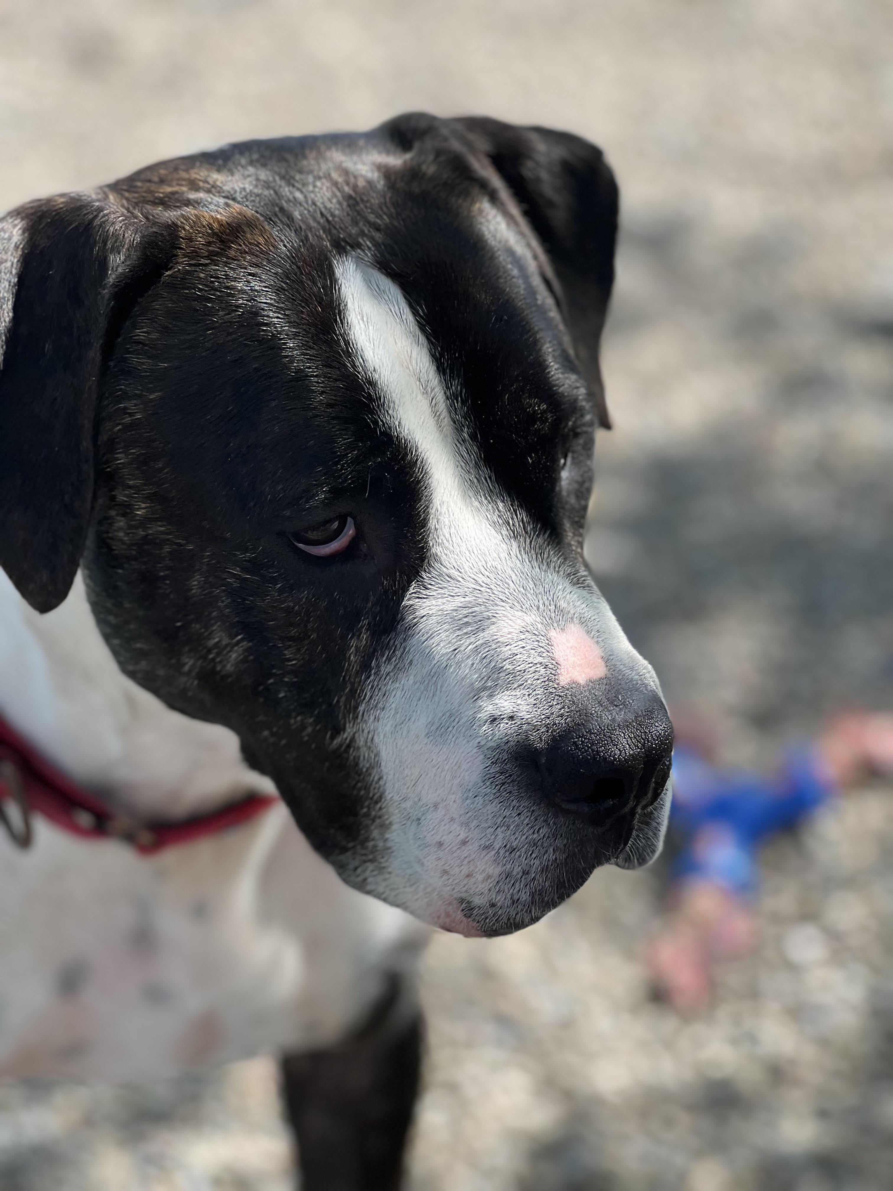 Murdock, a Adoptable Mixed Breed in Elmira, NY image 4/5