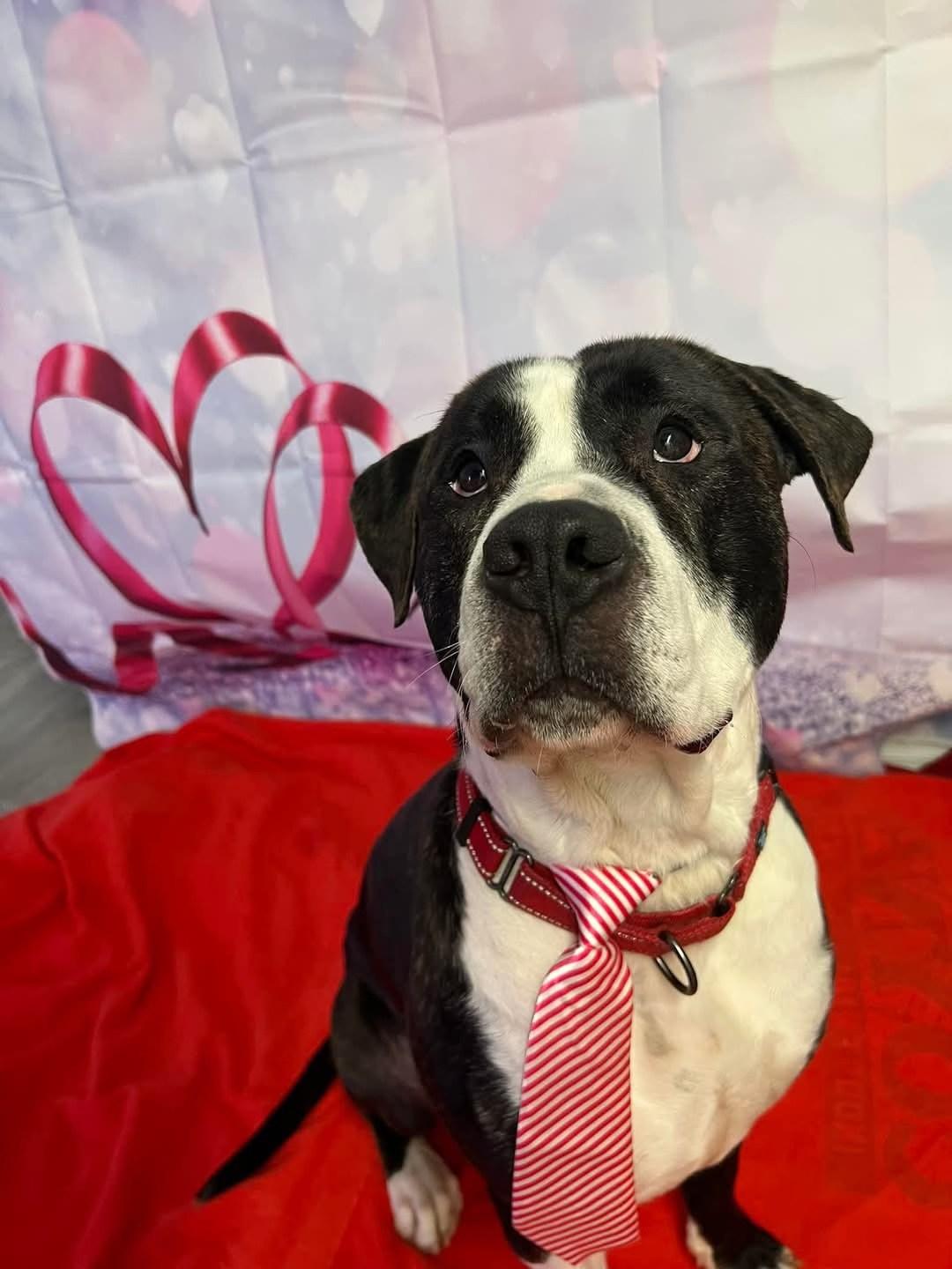 Murdock, a Adoptable Mixed Breed in Elmira, NY image 2/2