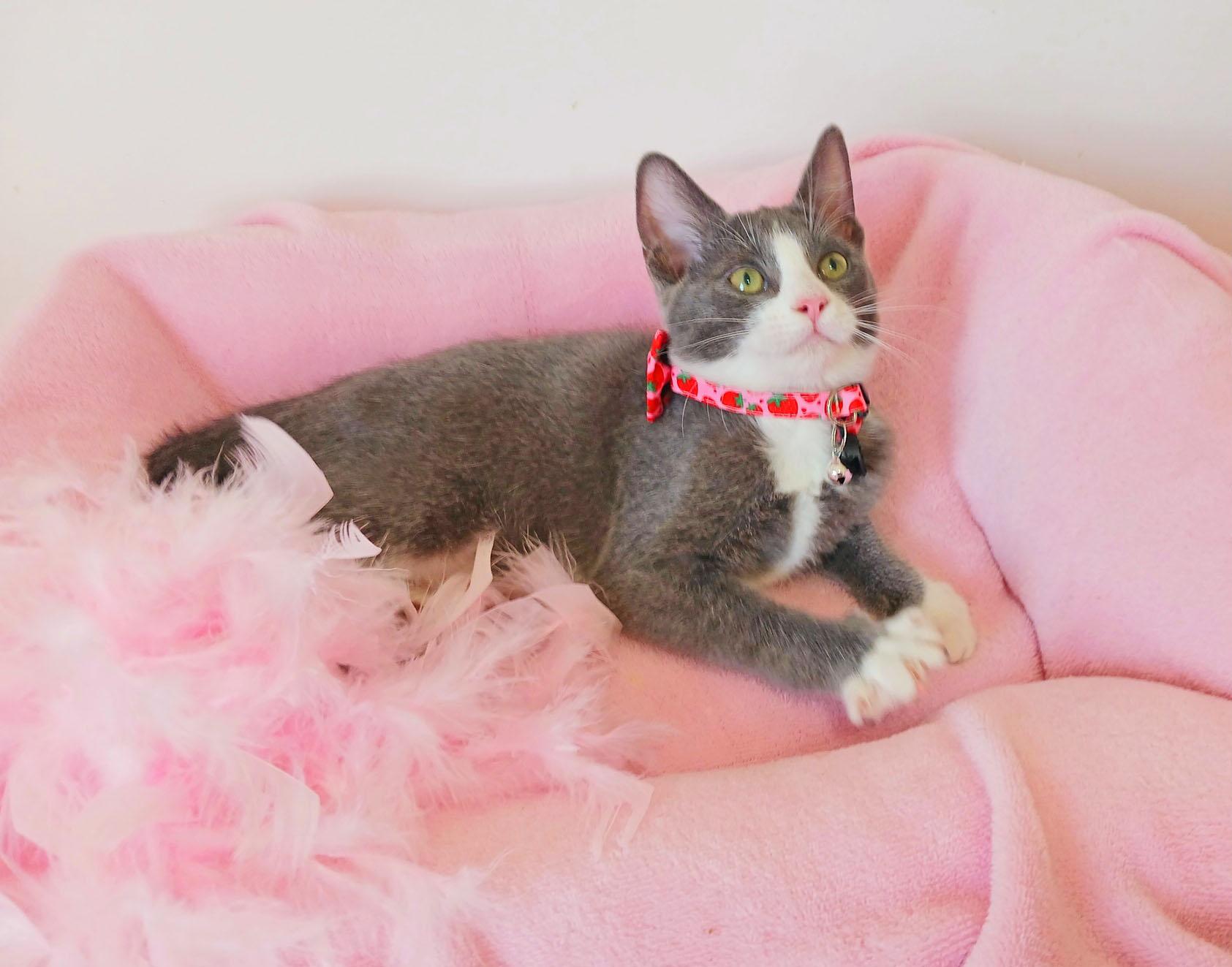 Enlarge Dr. Whitney Whiskerton, an adopted mixed breed in Mesa, AZ image 3/3