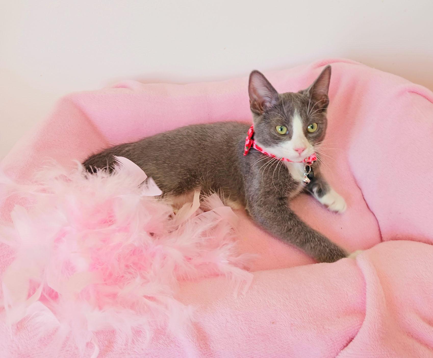 Dr. Whitney Whiskerton, adopted, Kitten Female Russian Blue.