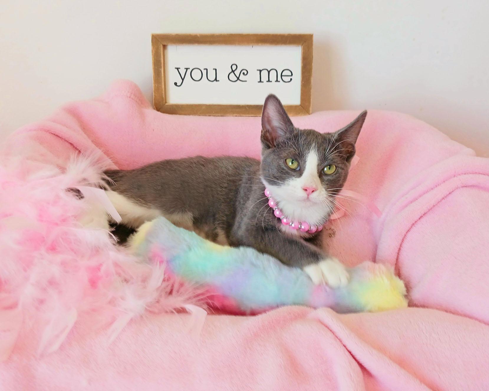 Enlarge Dr. Whitney Whiskerton, an adopted mixed breed in Mesa, AZ image 2/3