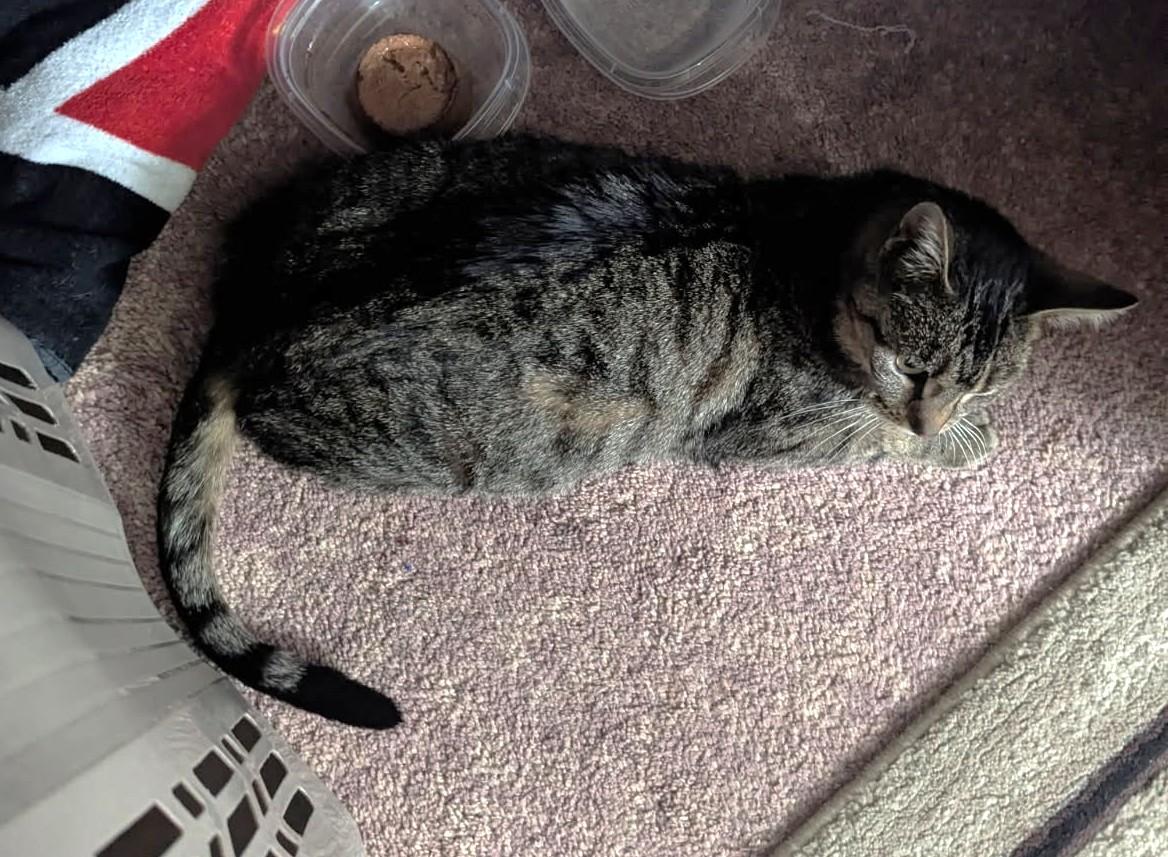 Enlarge Kiokee  (Cute 5 lb adult w/ snaggle tooth), a ADOPTABLE mixed breed in Ypsilanti, MI image 3/3