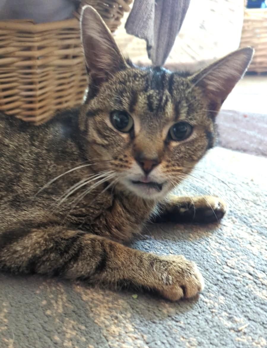 Enlarge Kiokee  (Cute 5 lb adult w/ snaggle tooth), a ADOPTABLE mixed breed in Ypsilanti, MI image 2/3