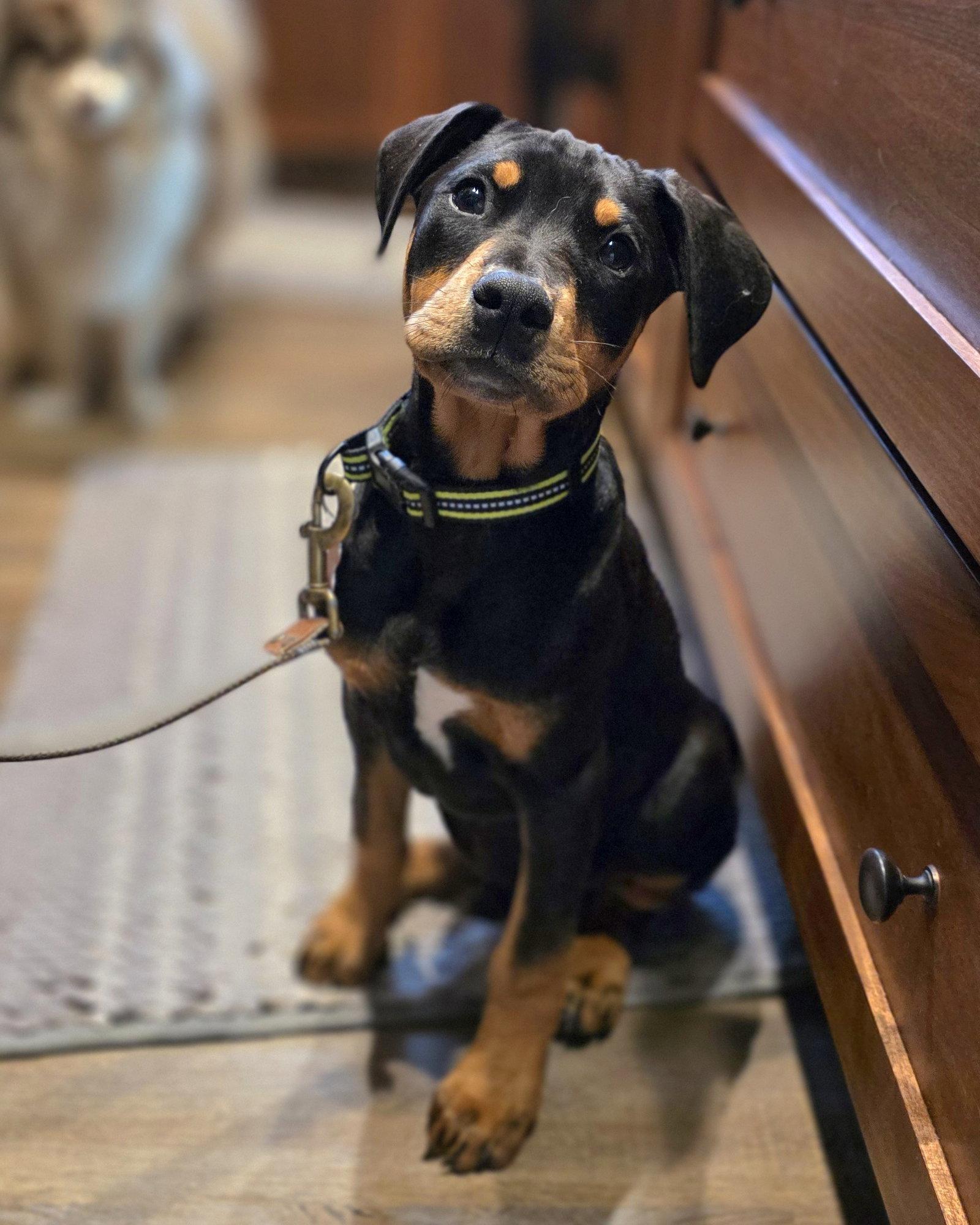 Enlarge Theo, a Adopted Doberman Pinscher in Minneapolis, MN image 1/3