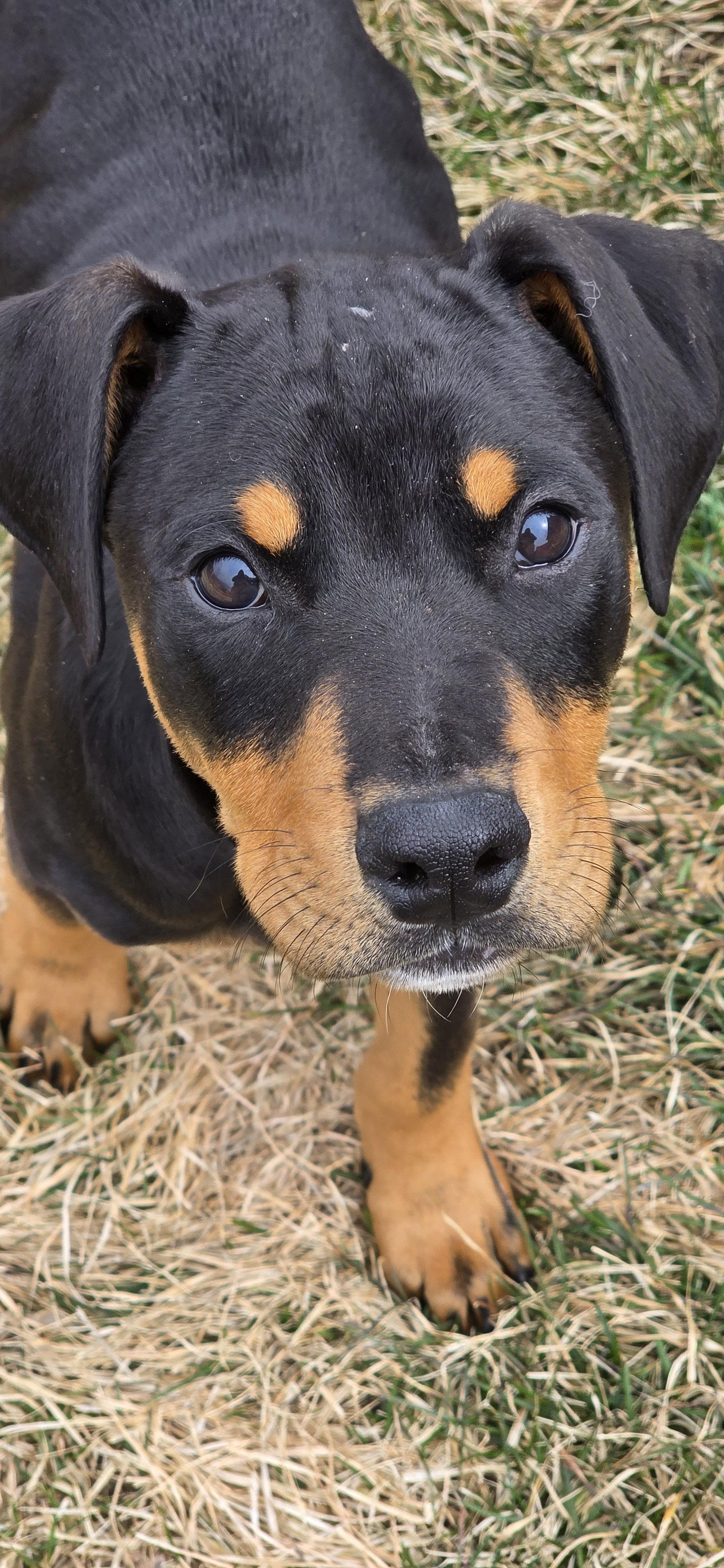 Enlarge Theo, a Adopted Doberman Pinscher in Minneapolis, MN image 2/3
