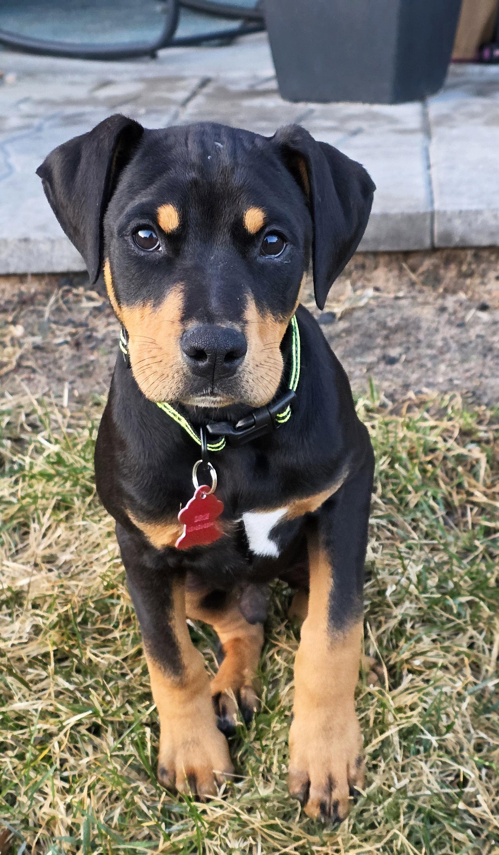 Enlarge Theo, a Adopted Doberman Pinscher in Minneapolis, MN image 3/3