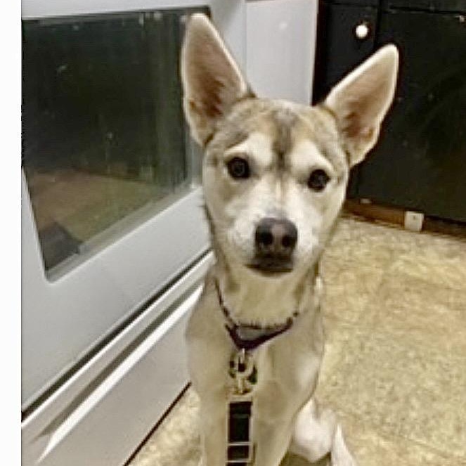 Enlarge Charlie, a ADOPTABLE mixed breed in Hartford, CT image 2/6