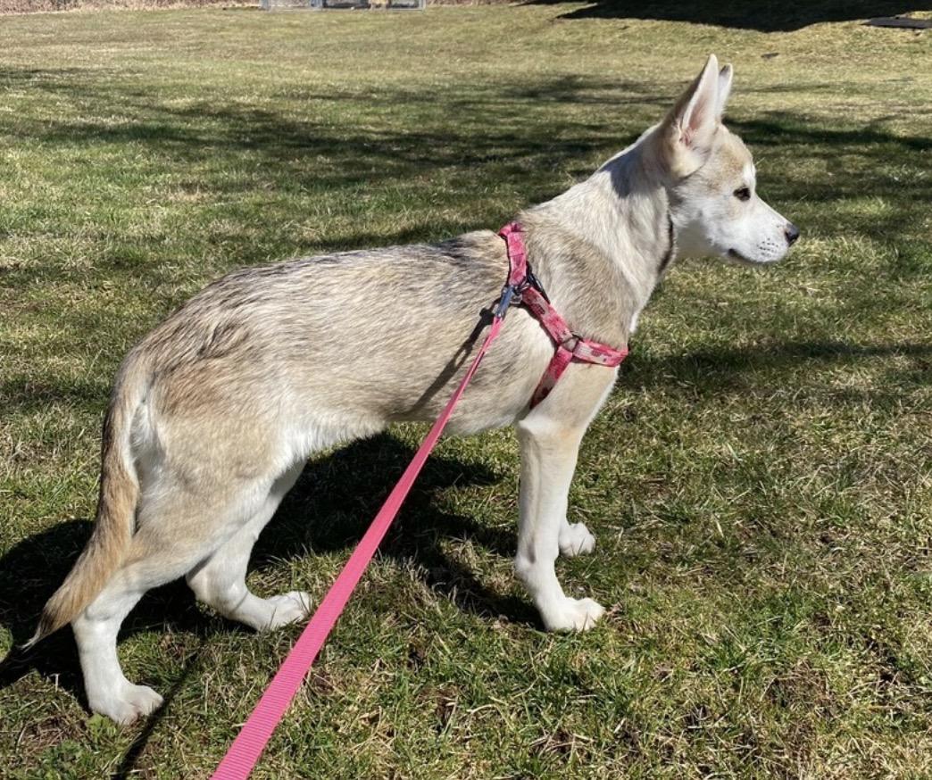 Enlarge Charlie, a ADOPTABLE mixed breed in Hartford, CT image 5/6