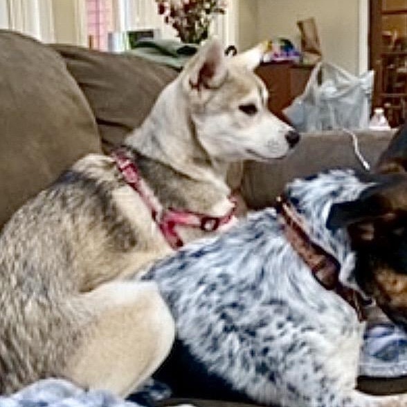 Enlarge Charlie, a ADOPTABLE mixed breed in Hartford, CT image 3/6