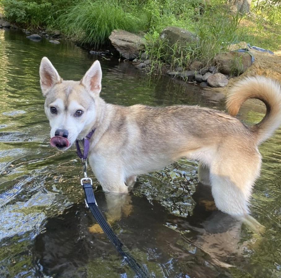 Charlie, ADOPTABLE, Young Female Siberian Husky.