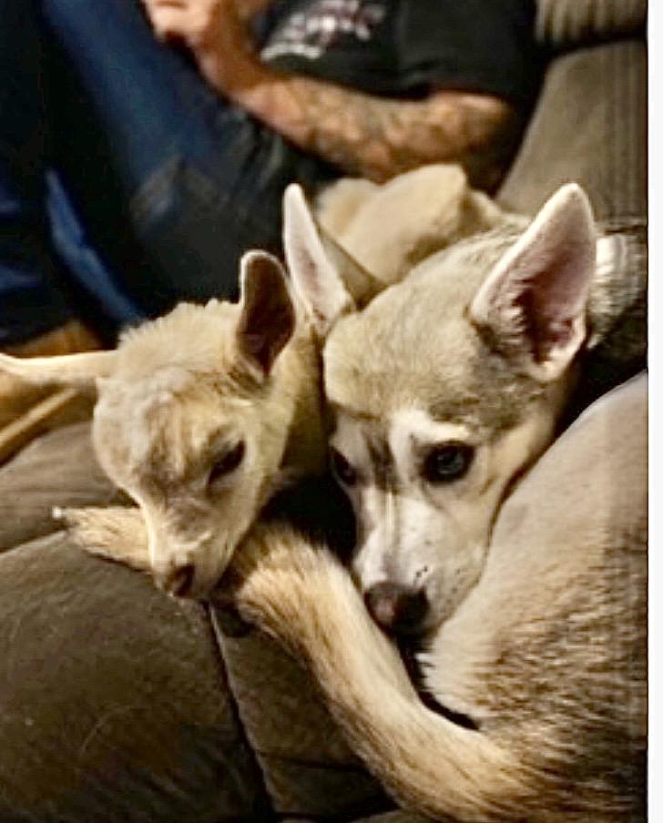 Enlarge Charlie, a ADOPTABLE mixed breed in Hartford, CT image 4/6