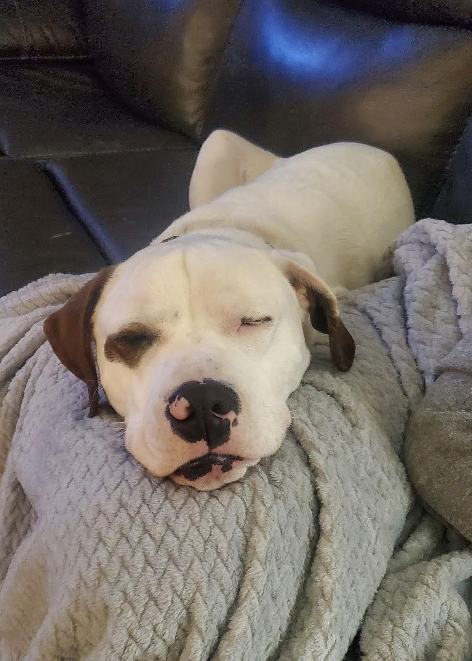 Enlarge _Gus, a Adopted mixed breed in Fort Worth, TX image 2/3