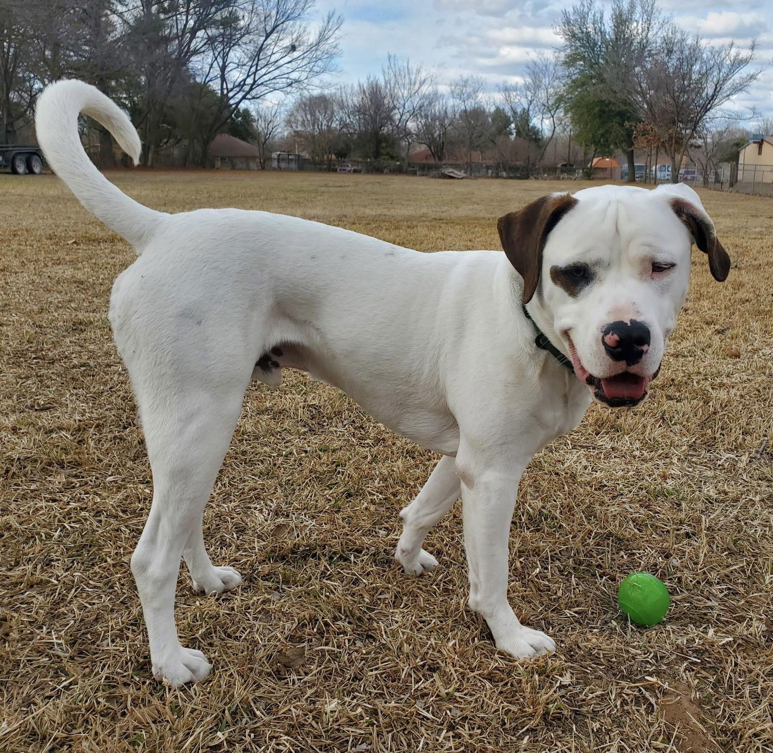 Enlarge _Gus, a Adopted mixed breed in Fort Worth, TX image 3/3
