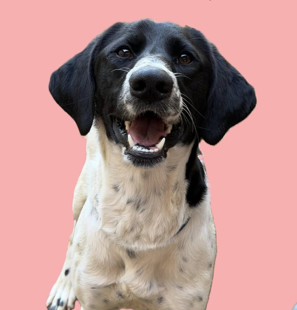 Payton "Pretty", Adoptable, Young Female English Pointer & Great Pyrenees.