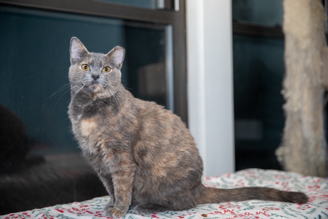 Cinnamon 