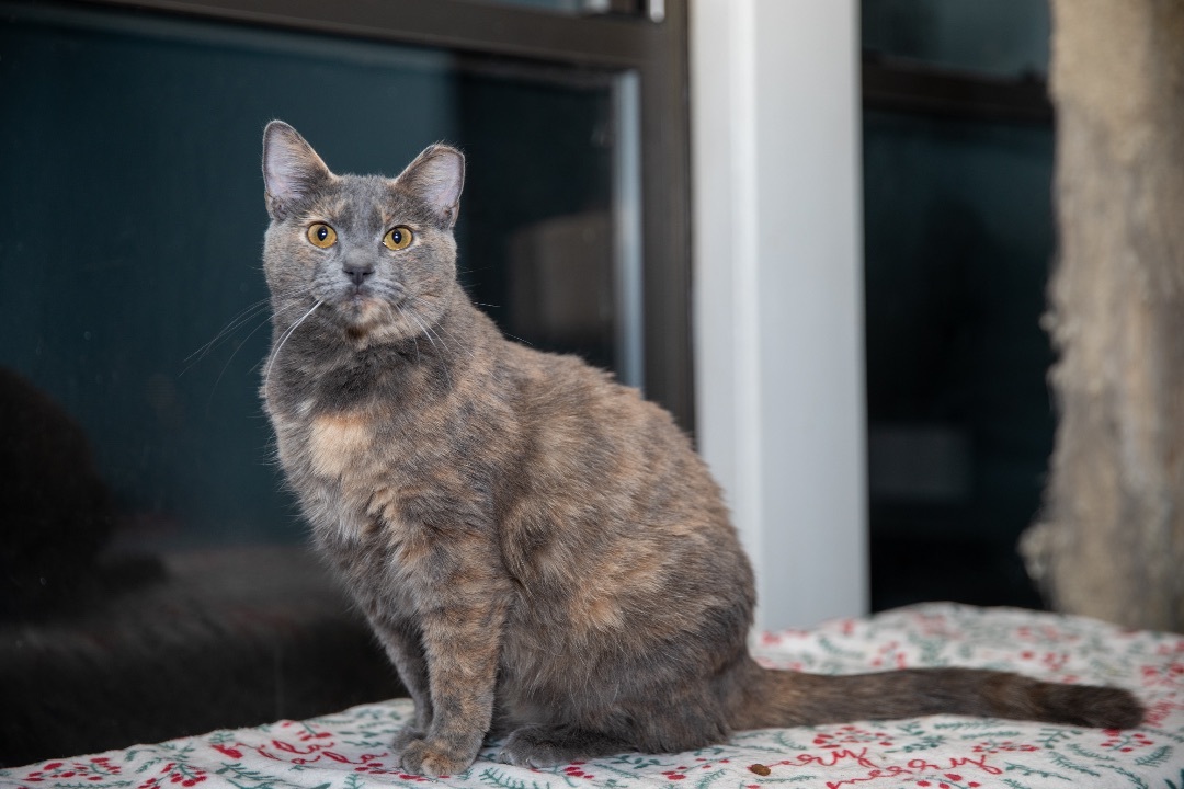 Cinnamon 