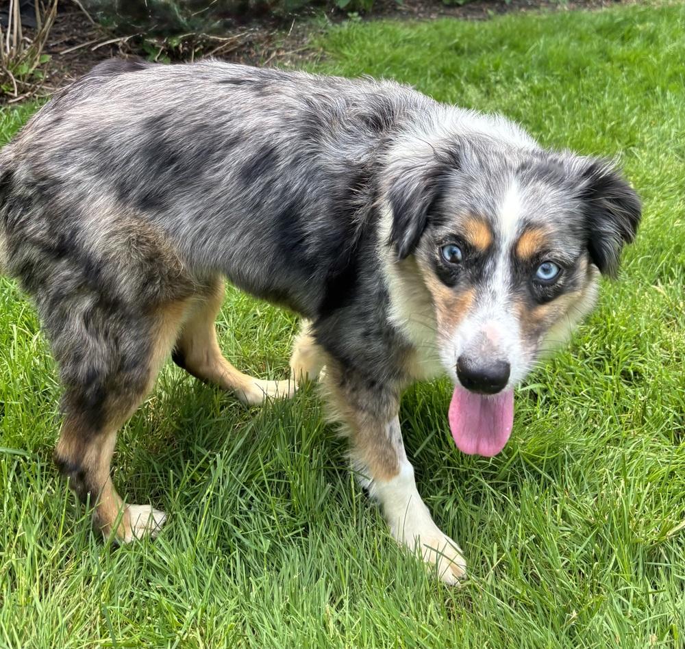 1128 Remi, Adoptable, Young Female Australian Shepherd.