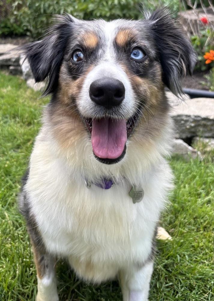 1128 Remi, a Adoptable Australian Shepherd in Ringwood, IL image 2/4