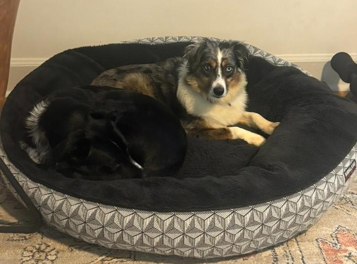 1128 Remi, a Adoptable Australian Shepherd in Ringwood, IL image 3/4