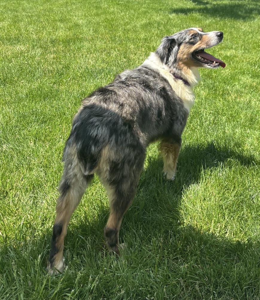 1128 Remi, a Adoptable Australian Shepherd in Ringwood, IL image 4/4