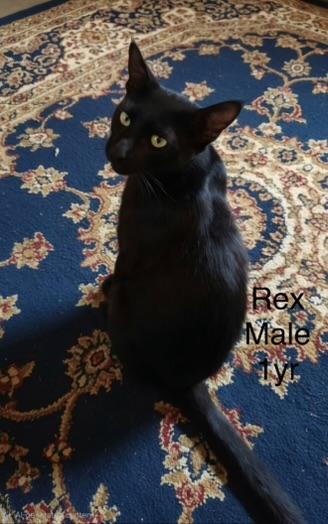 Enlarge Rex, an adopted Domestic Short Hair in Orange, CA image 2/2
