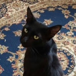Rex, adopted, Young Male Domestic Short Hair.