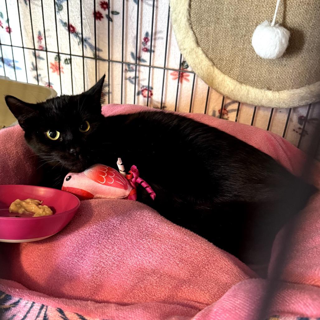 Enlarge Cactus, a Adoptable Domestic Short Hair in Granville, OH image 1/1