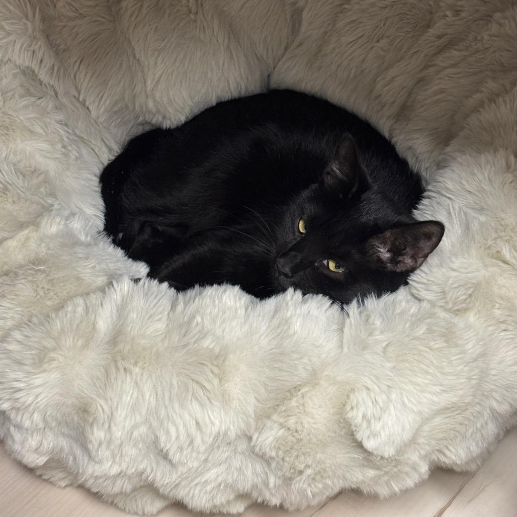 Cactus Blossom, Adoptable, Young Female Domestic Short Hair.