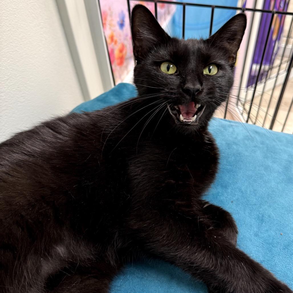Cactus, Adoptable, Young Female Domestic Short Hair.