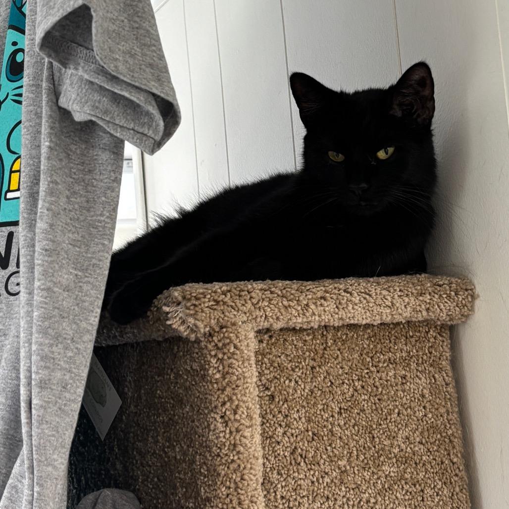 Enlarge Cactus, a Adoptable Domestic Short Hair in Granville, OH image 2/2