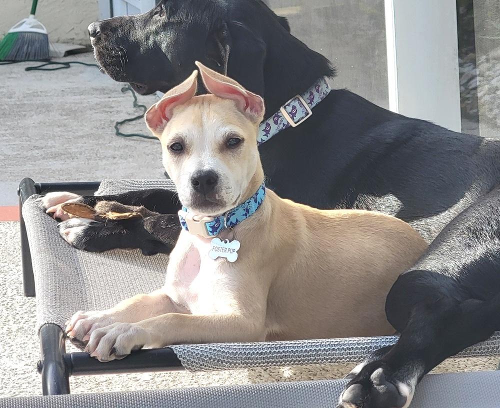 Taco (Fin), Adoptable, Puppy Male Mixed Breed & Mixed Breed.