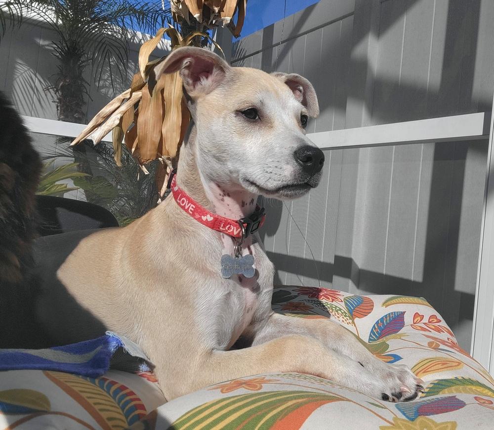 Taco (Fin), a Adoptable mixed breed in Seminole, FL image 2/6