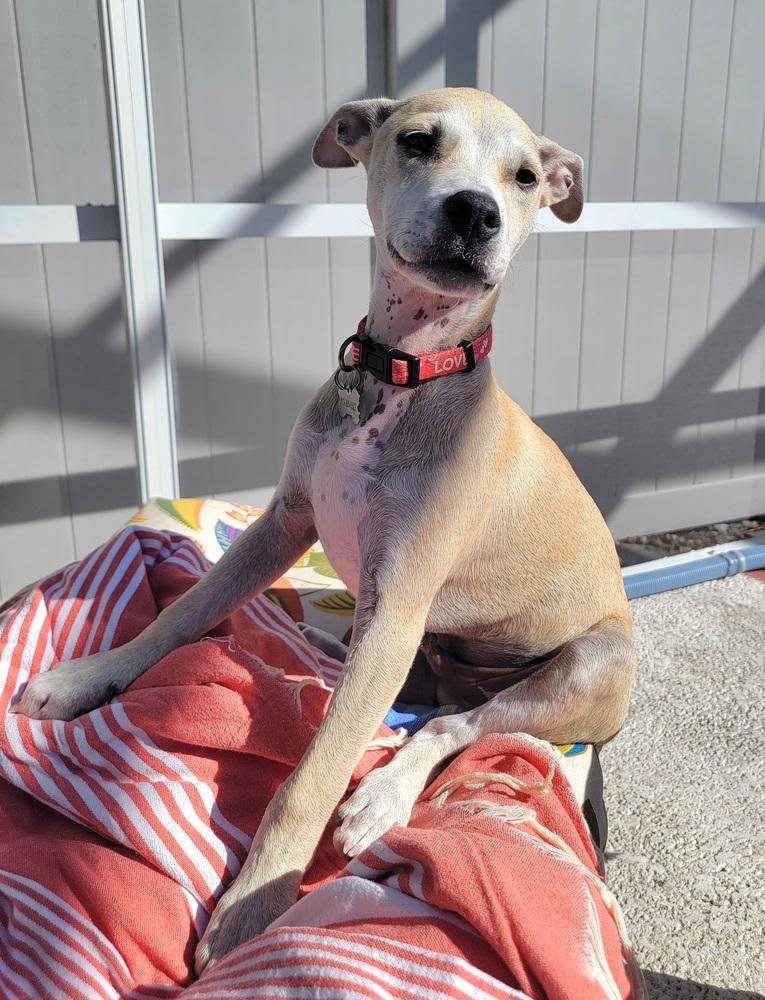 Taco (Fin), a Adoptable mixed breed in Seminole, FL image 3/6