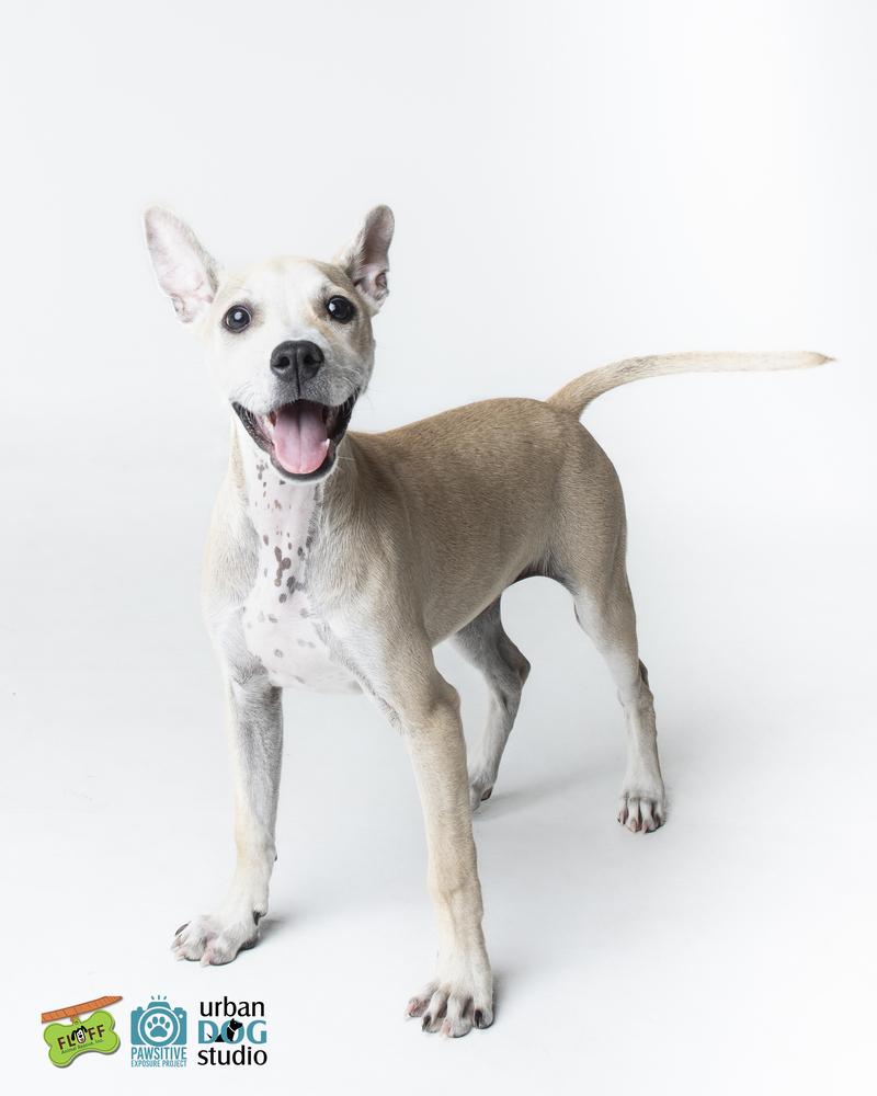 Taco (Fin), a Adoptable mixed breed in Seminole, FL image 4/6