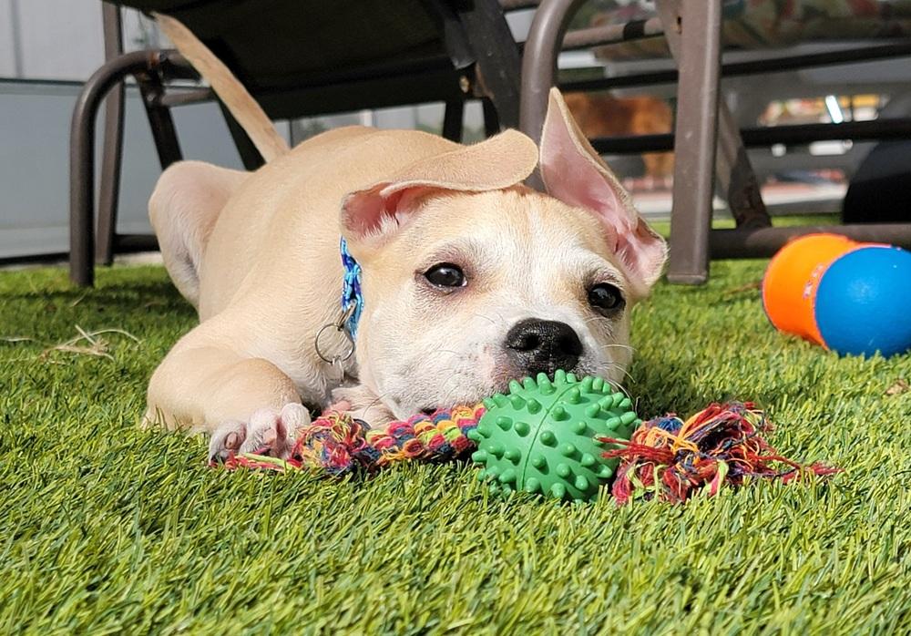 Taco (Fin), a Adoptable mixed breed in Seminole, FL image 5/6