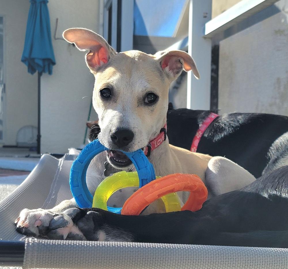 Taco (Fin), a Adoptable mixed breed in Seminole, FL image 6/6