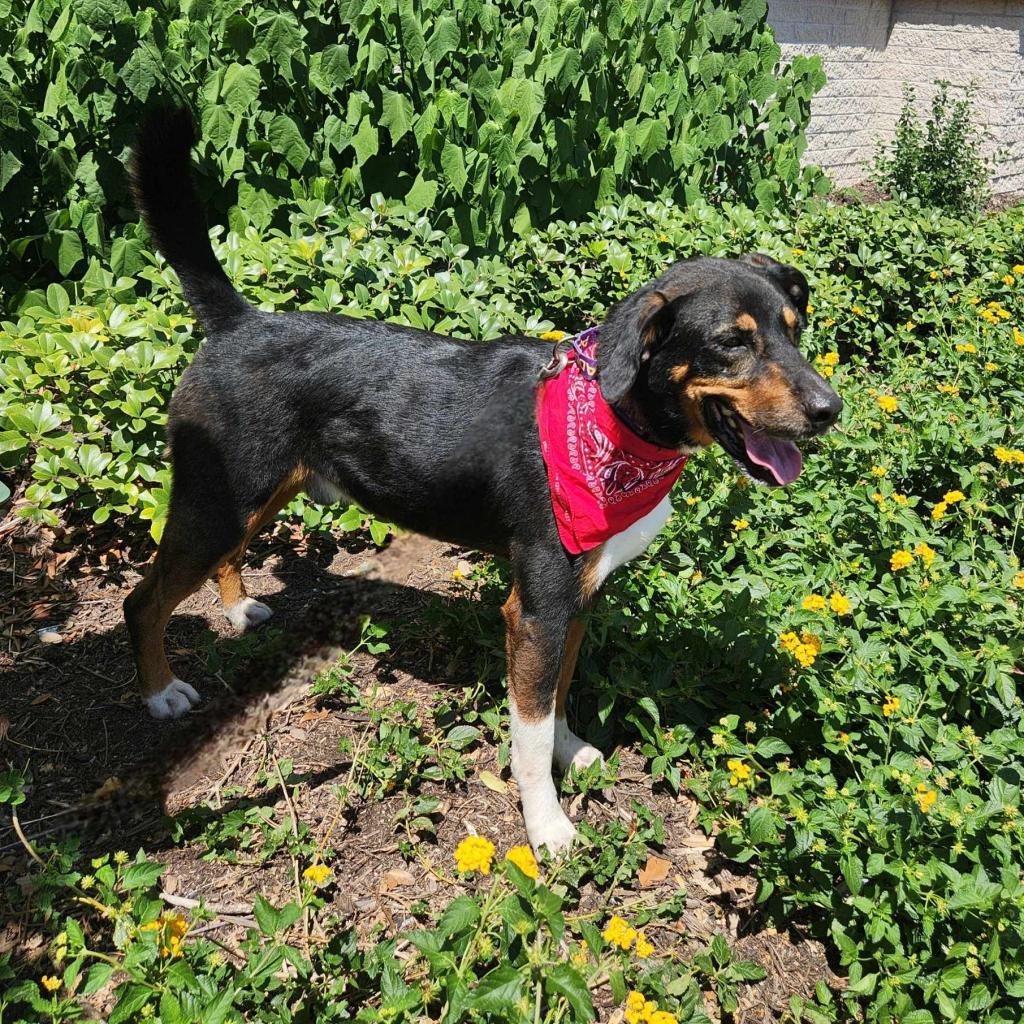 Fury JuM aka Rocky, a Adoptable mixed breed in Jacksonville, FL image 1/6