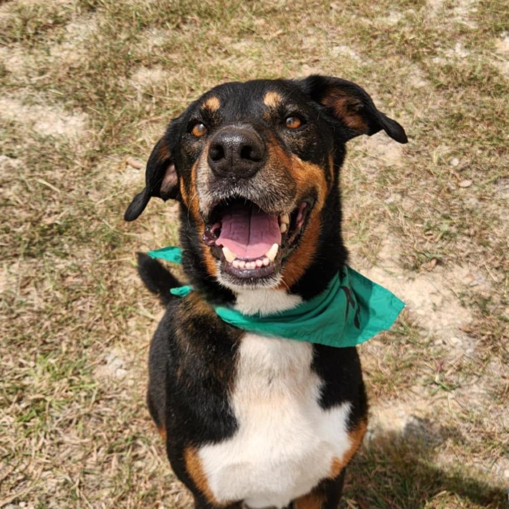 Fury JuM aka Rocky, a Adoptable mixed breed in Jacksonville, FL image 4/6
