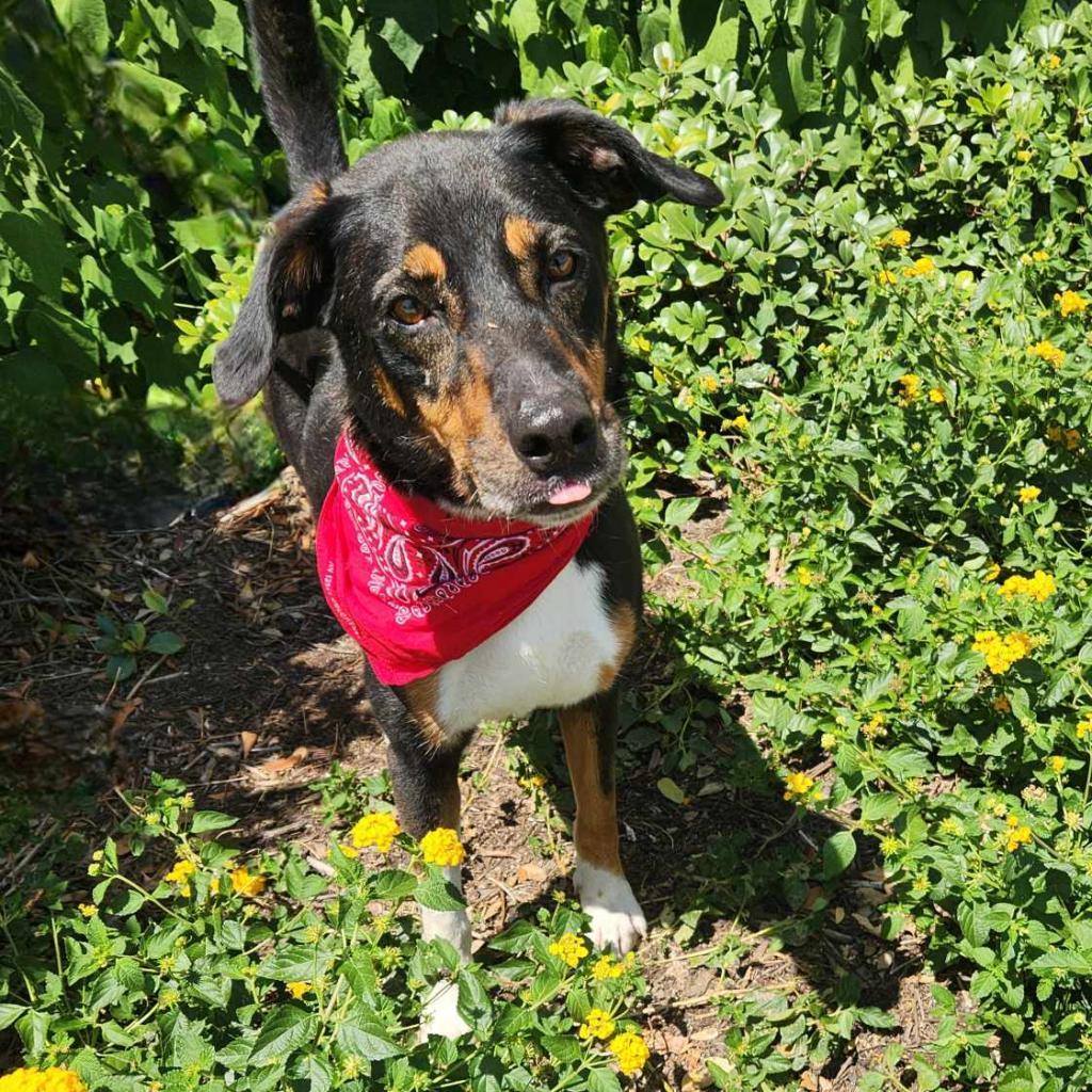 Fury JuM aka Rocky, a Adoptable mixed breed in Jacksonville, FL image 5/6