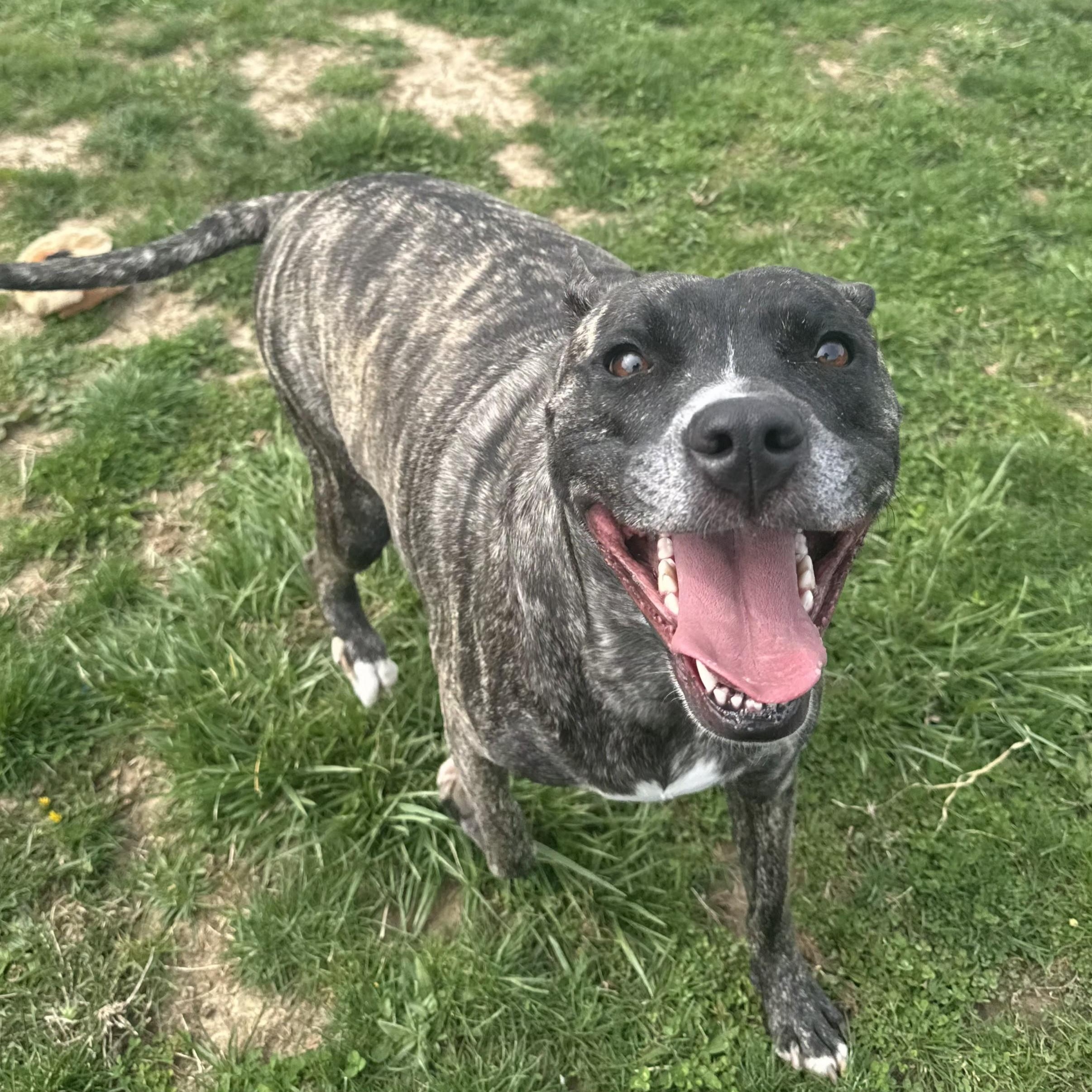 Enlarge Chloe , a ADOPTABLE Pit Bull Terrier in Xenia , OH image 4/5