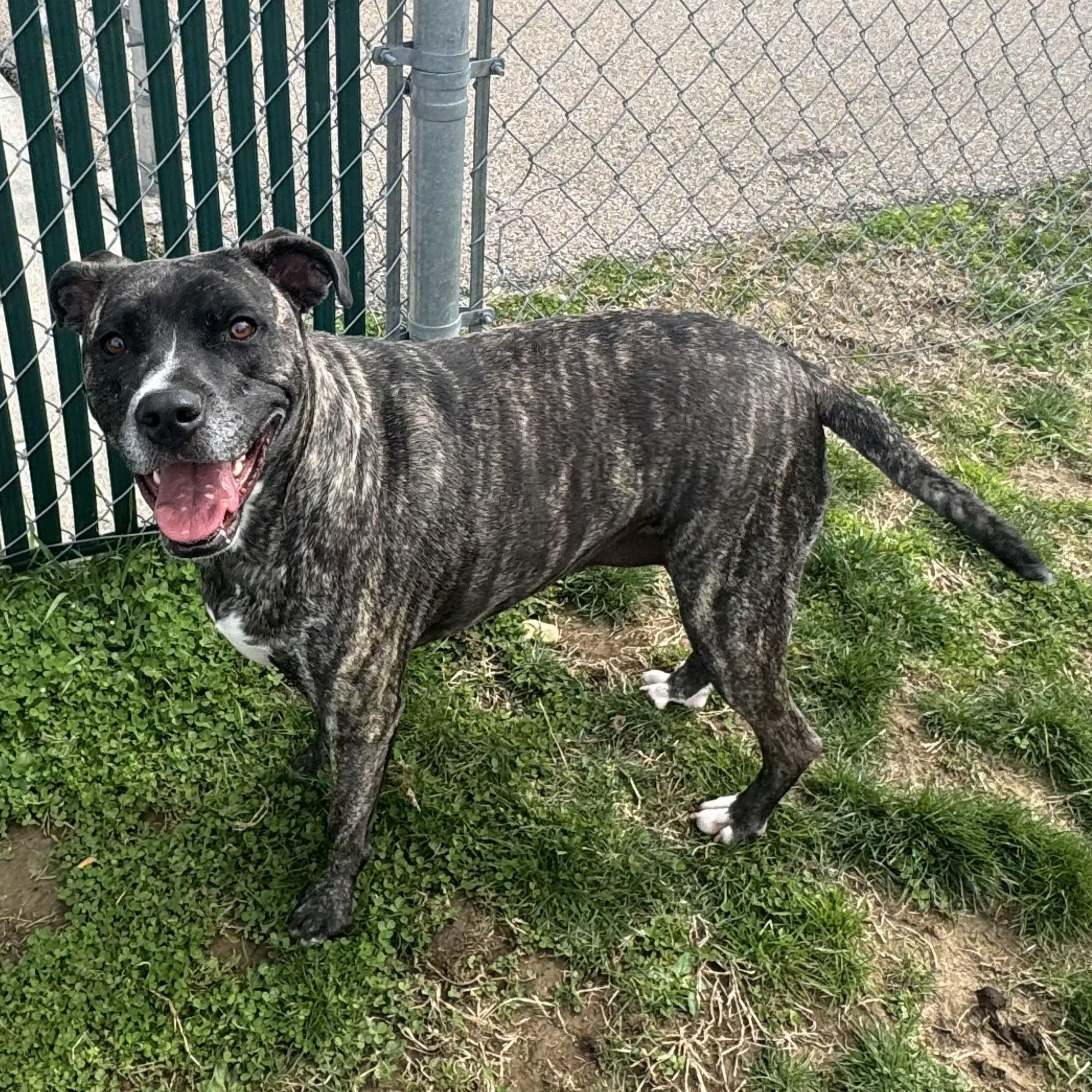 Enlarge Chloe , a ADOPTABLE Pit Bull Terrier in Xenia , OH image 2/5