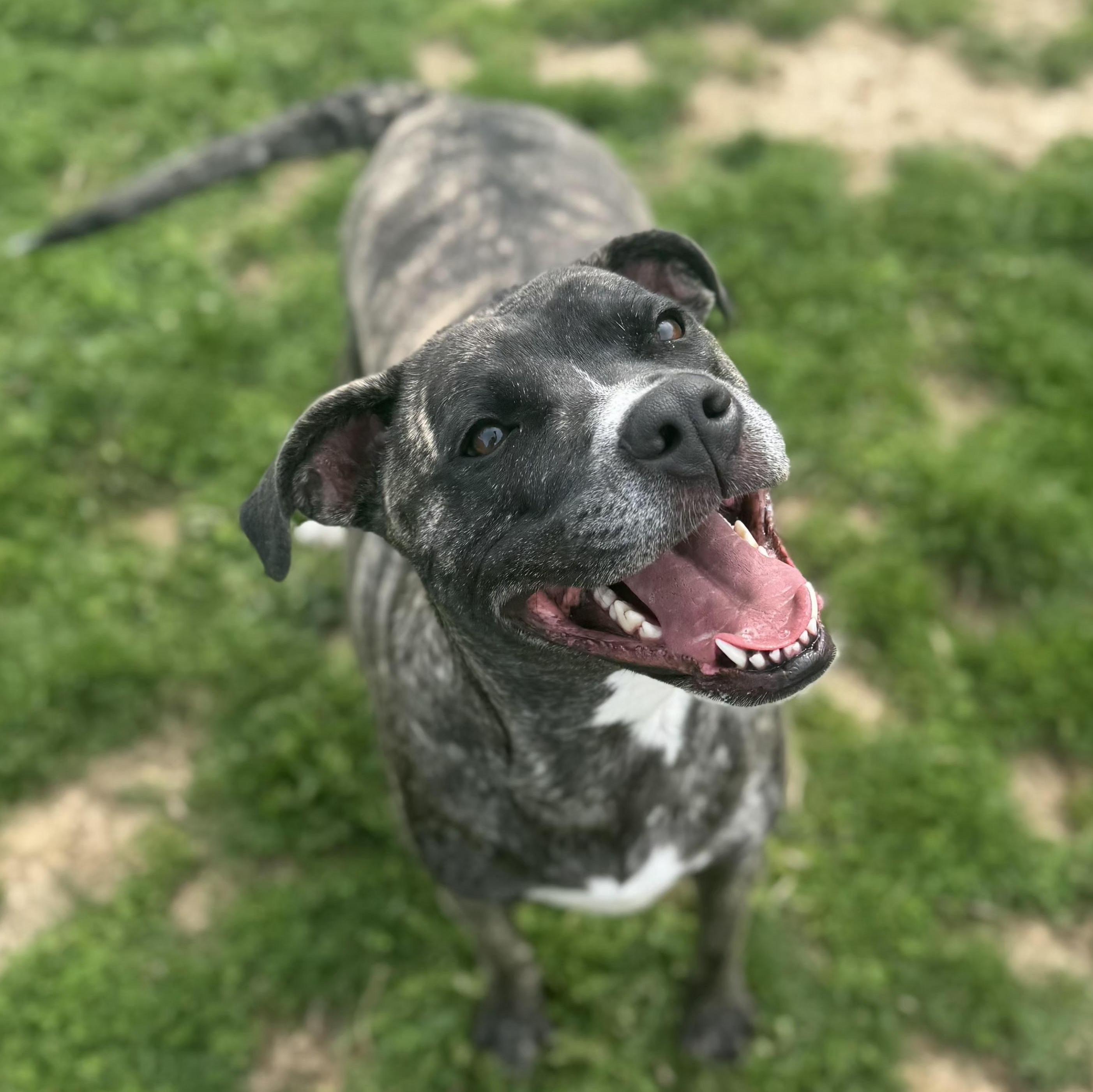 Enlarge Chloe , a ADOPTABLE Pit Bull Terrier in Xenia , OH image 3/5