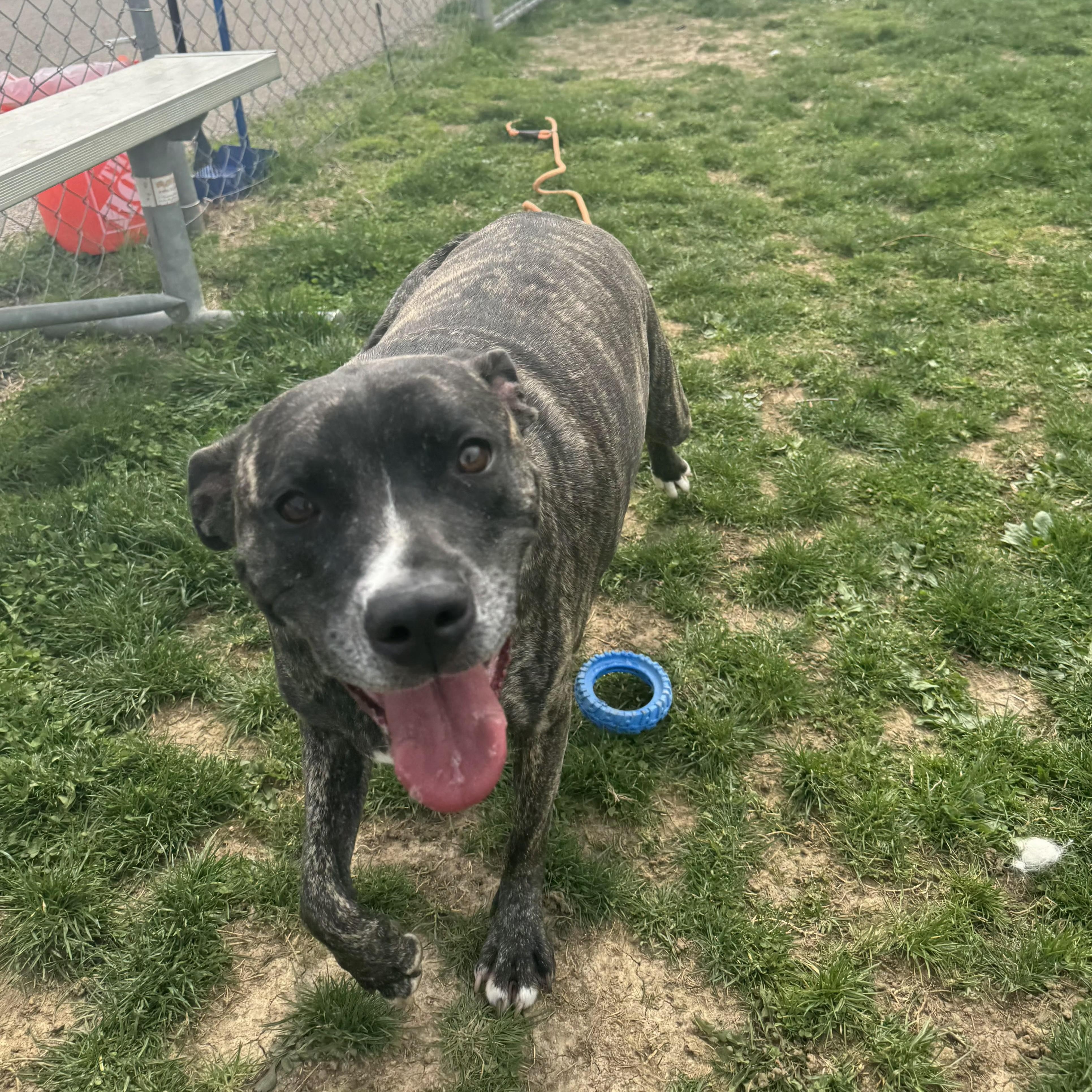 Chloe , ADOPTABLE, Adult Female Pit Bull Terrier.