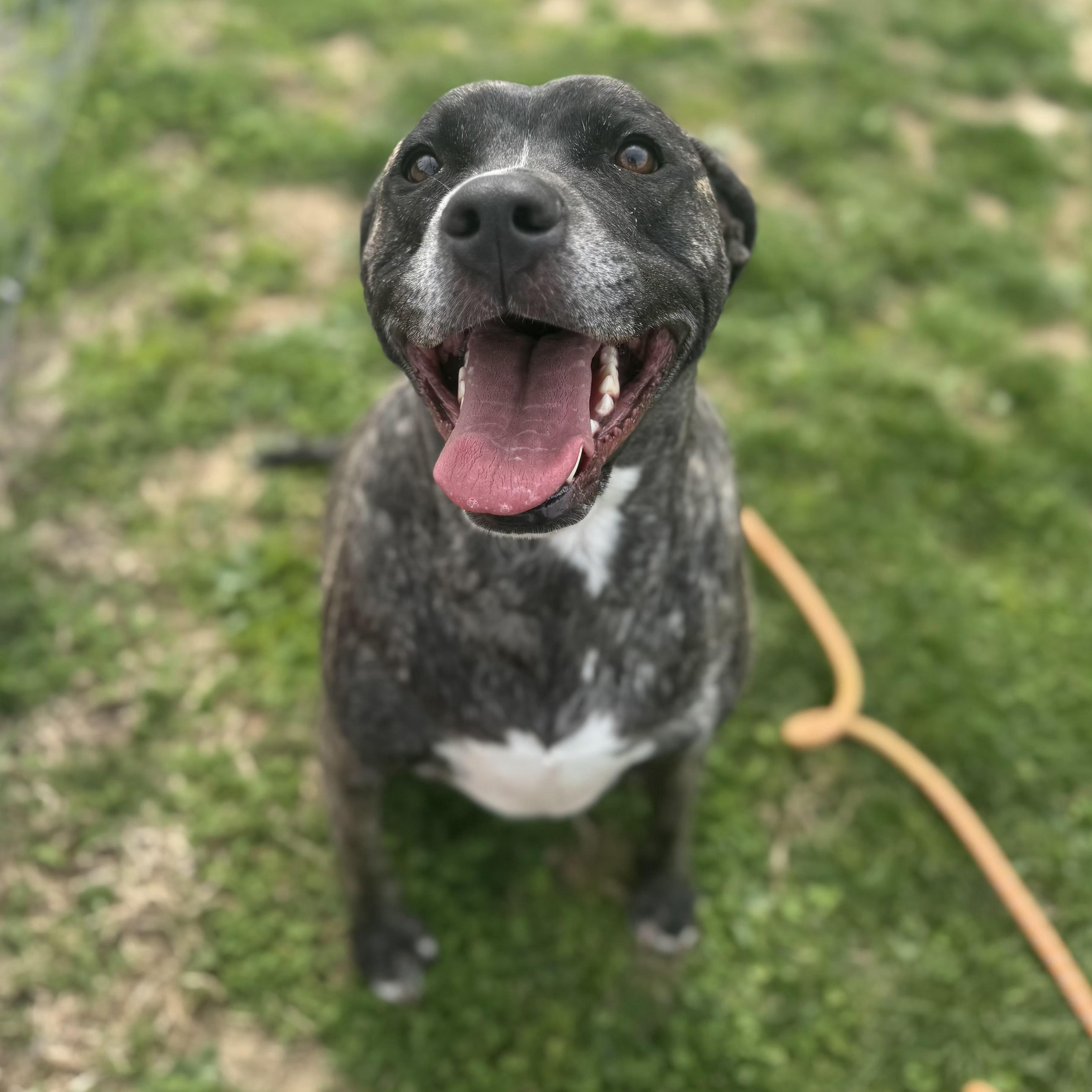 Enlarge Chloe , a ADOPTABLE Pit Bull Terrier in Xenia , OH image 5/5